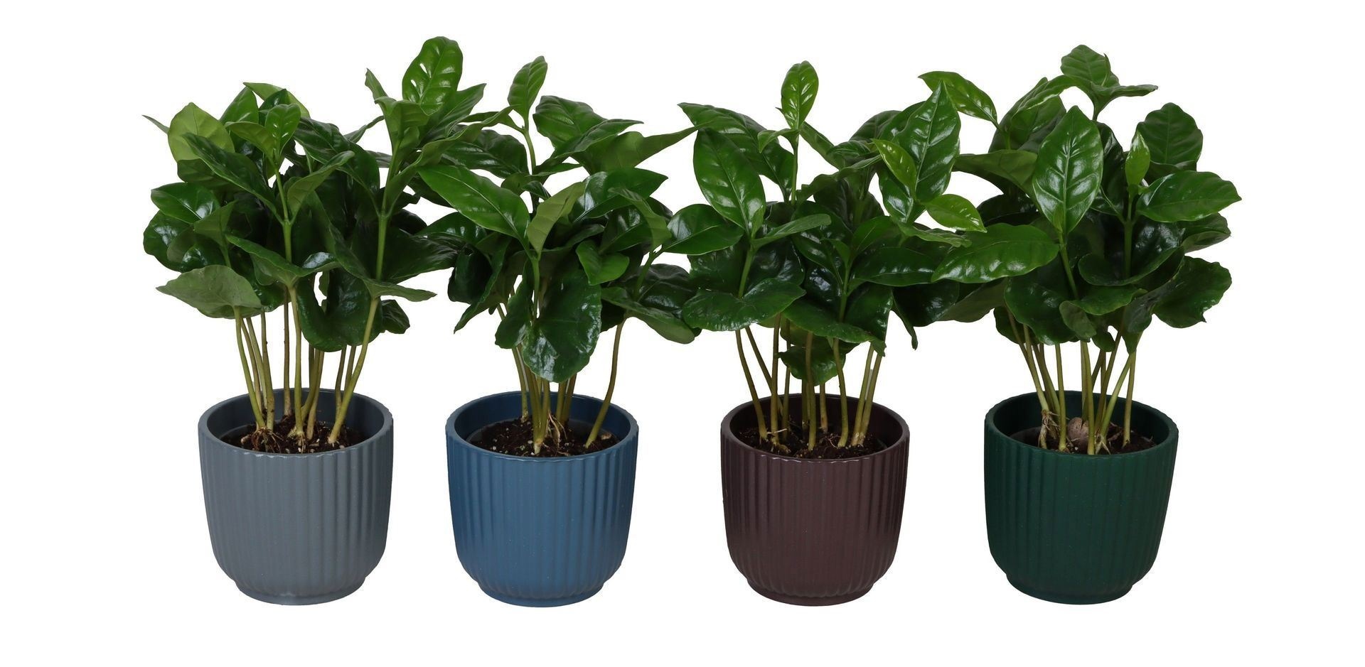 L 67306 With Coffea Arabica 6 cm, D 6