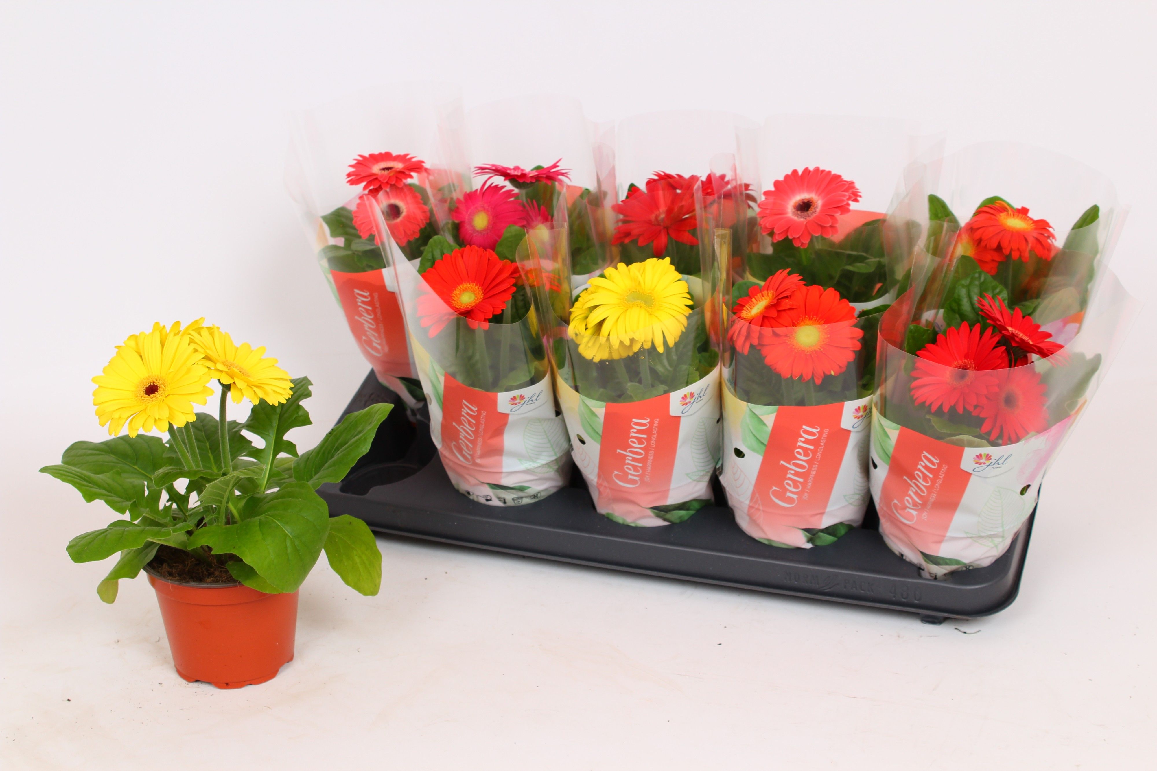 Gerbera Colourgame (25), D 12 cm Gerbera Colourgame (25), D 12 cm