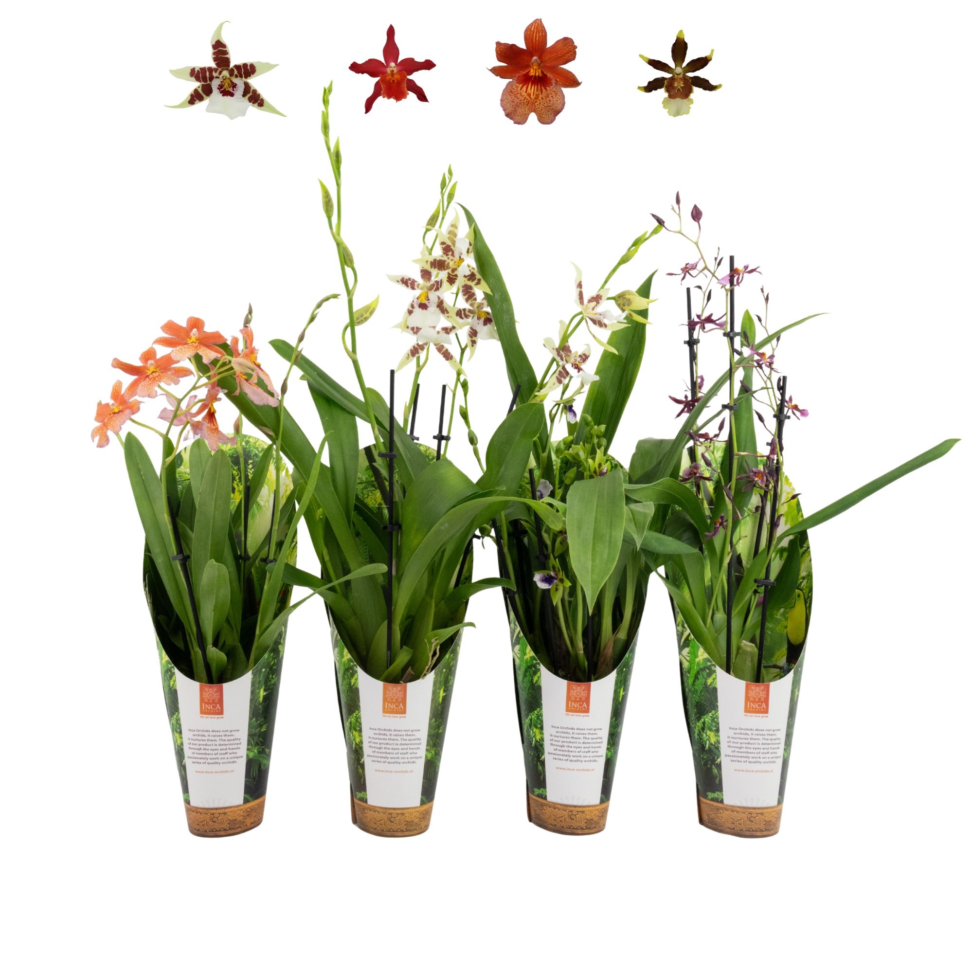 Inca Orchid mix 4+ spike 9cm luxury jungle cover, D 9 cm Inca Orchid mix 4+ spike 9cm luxury jungle cover, D 9 cm