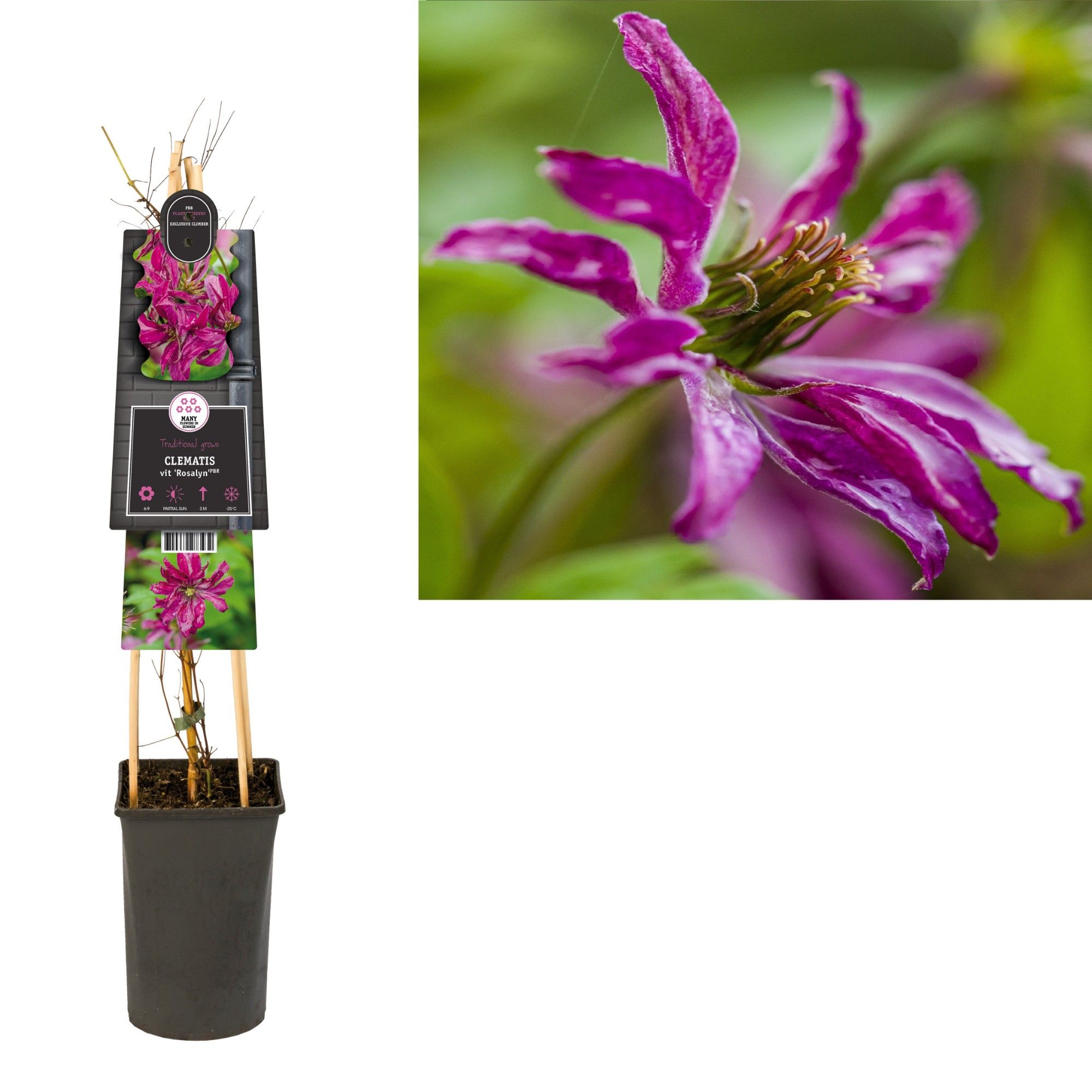 Clematis vit. 'Rosalyn' PBR +3.0 label, D 17