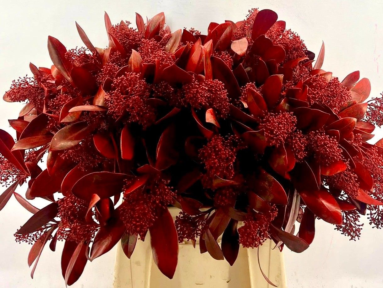 Скимия Овериг крашеный за пучок (краш. ) 45, пуч.