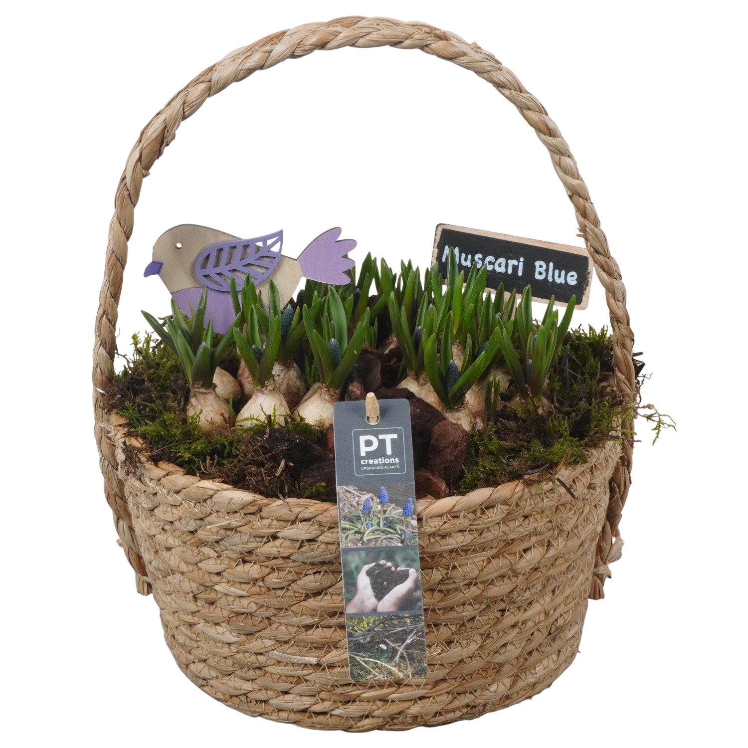 PTMB6196 Arrangement Muscari Blue in riet mand, D 22