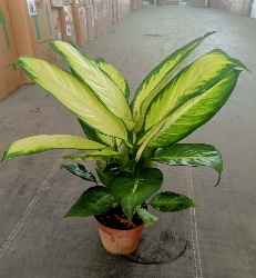 Диффенбахия камила 16 50 (предзаказ)