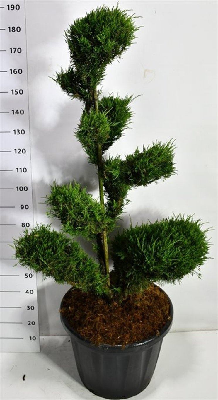 Juniperus pfitzeriana 'Mint Julep', D 58
