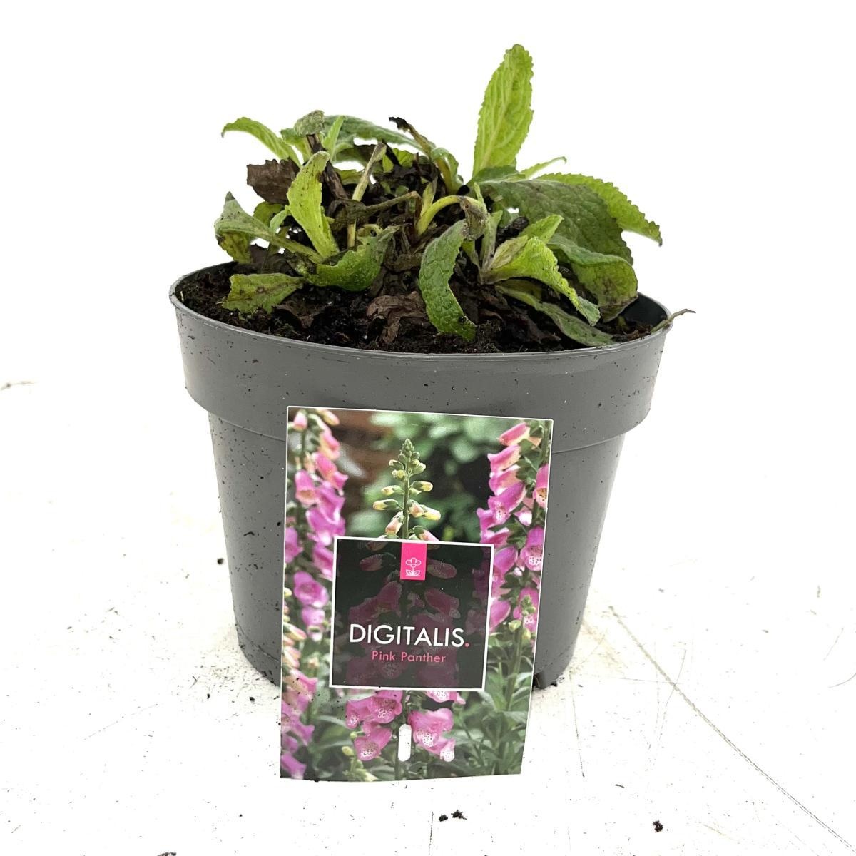 Digitalis 'Panther', D 17 cm