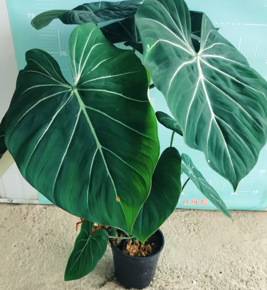 Филодендрон Олд Стамп, Клир Веинс 21 80-85 21 80