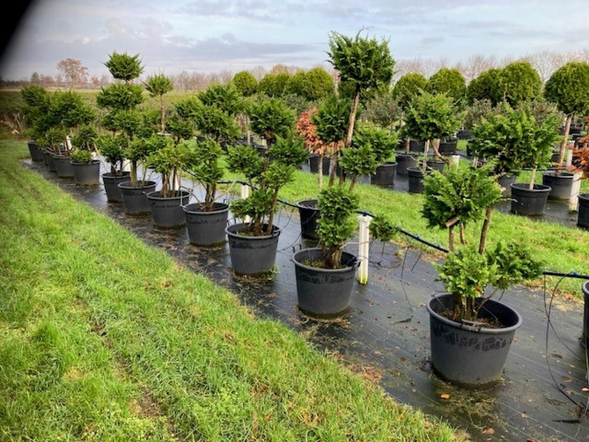 Juniperus chinensis, pompon, D 65