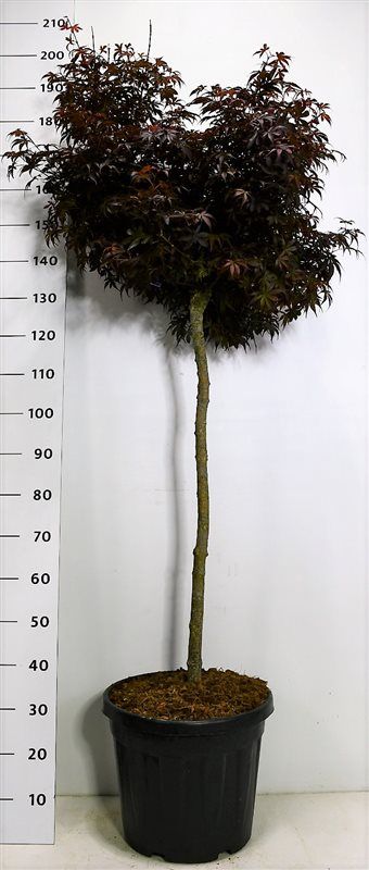Acer pal. 'Skeeter's Broom', D 40