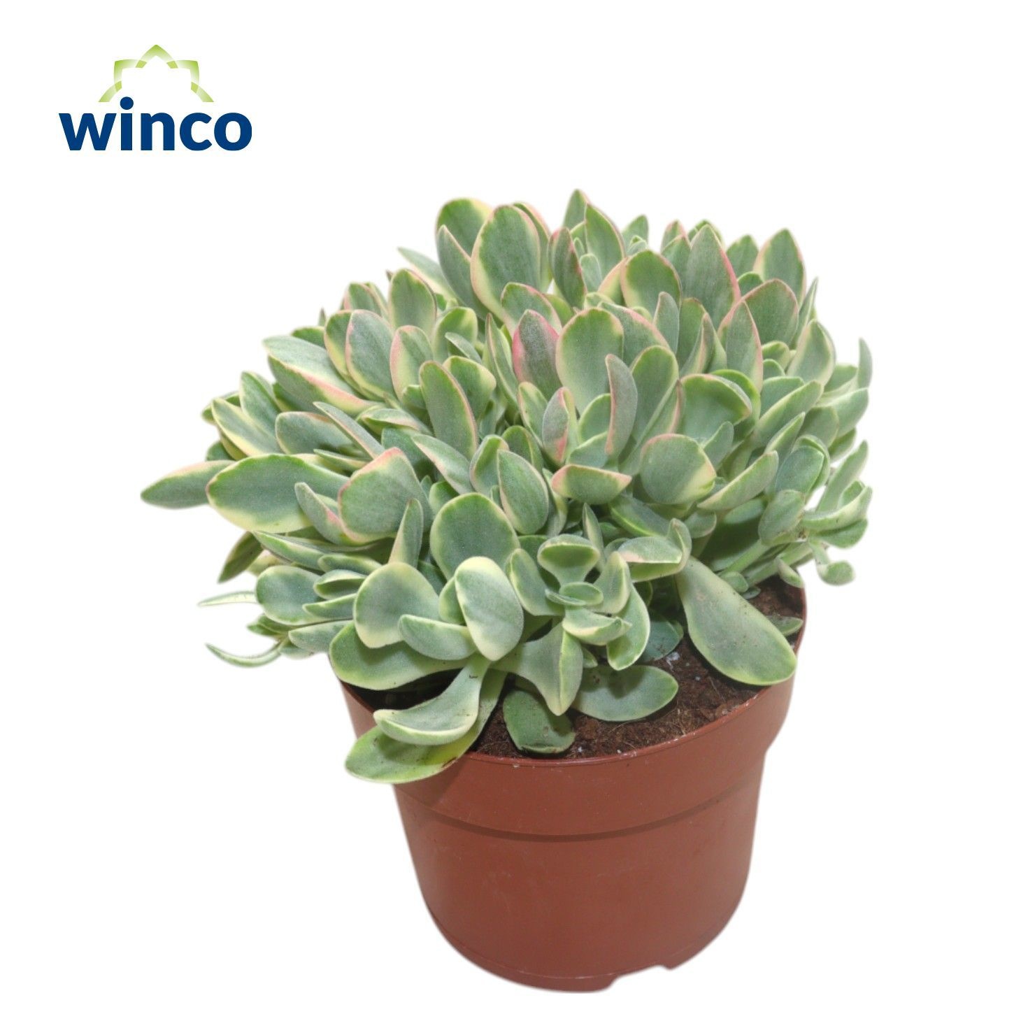 Crassula Rusby Variegata, D 12