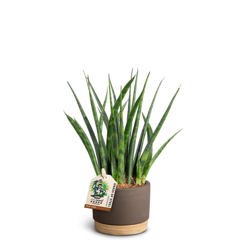 SANSEVIERIA PARVA 40632572 WB M 'FERNWOOD', D 7 cm