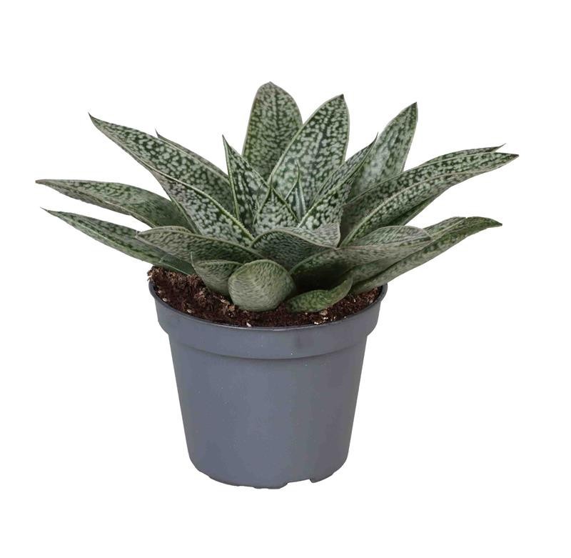 GASTERIA EWOUD 'D. NELLA', D 6 cm