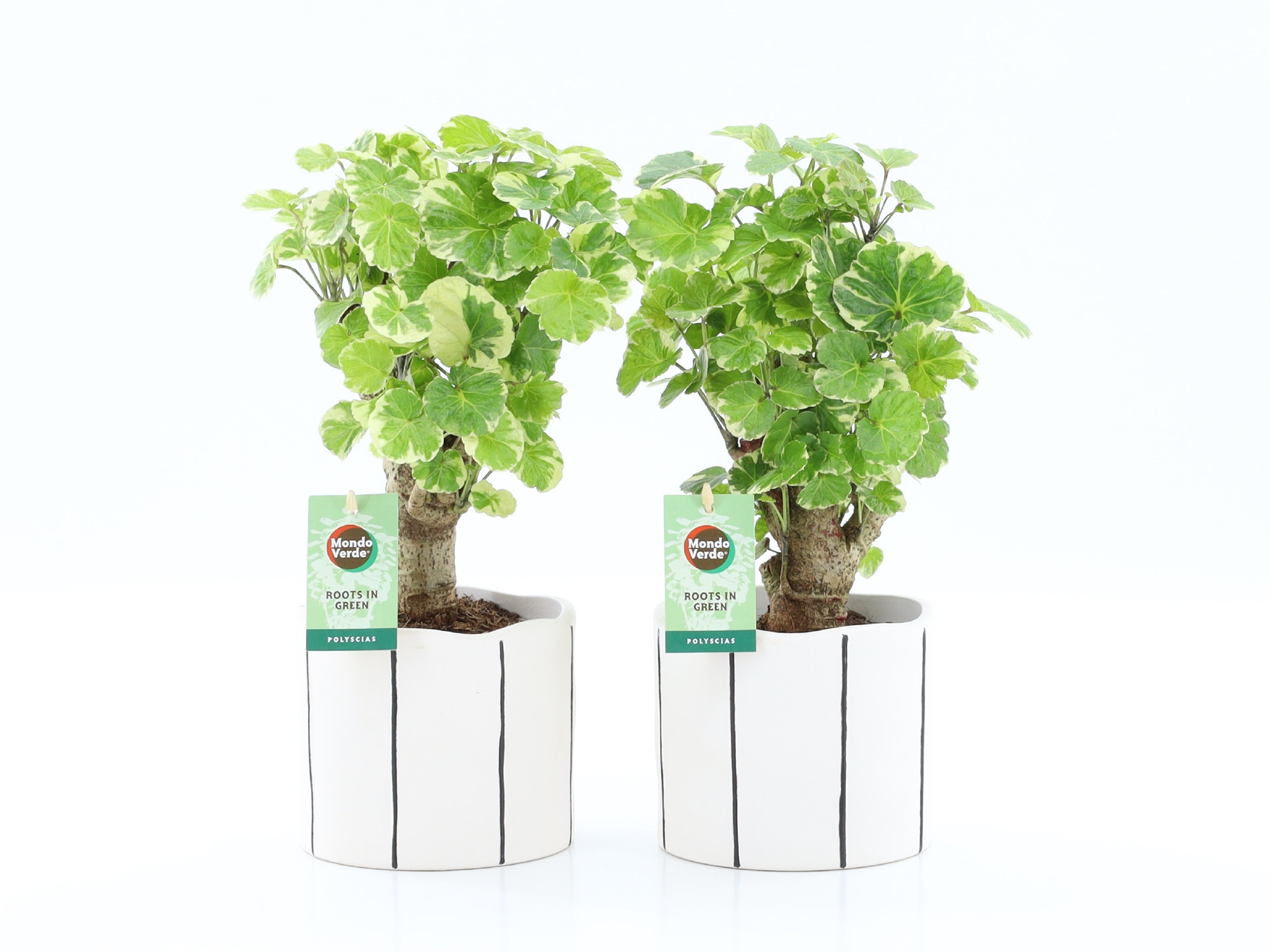 Polyscias Balfouriana in Banksy, D 13