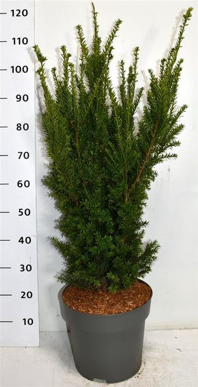 Taxus media 'Hillii', D 32