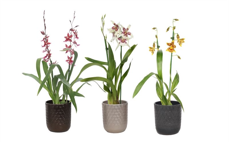 Vera p12 symmetric mix Cambria mix 2T12+, D 12