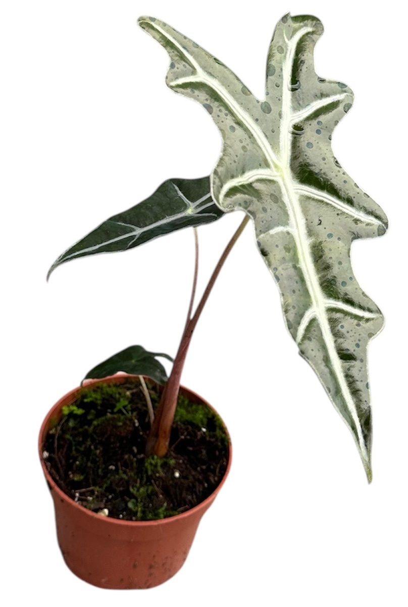 Alocasia Nobilis, D 10,5