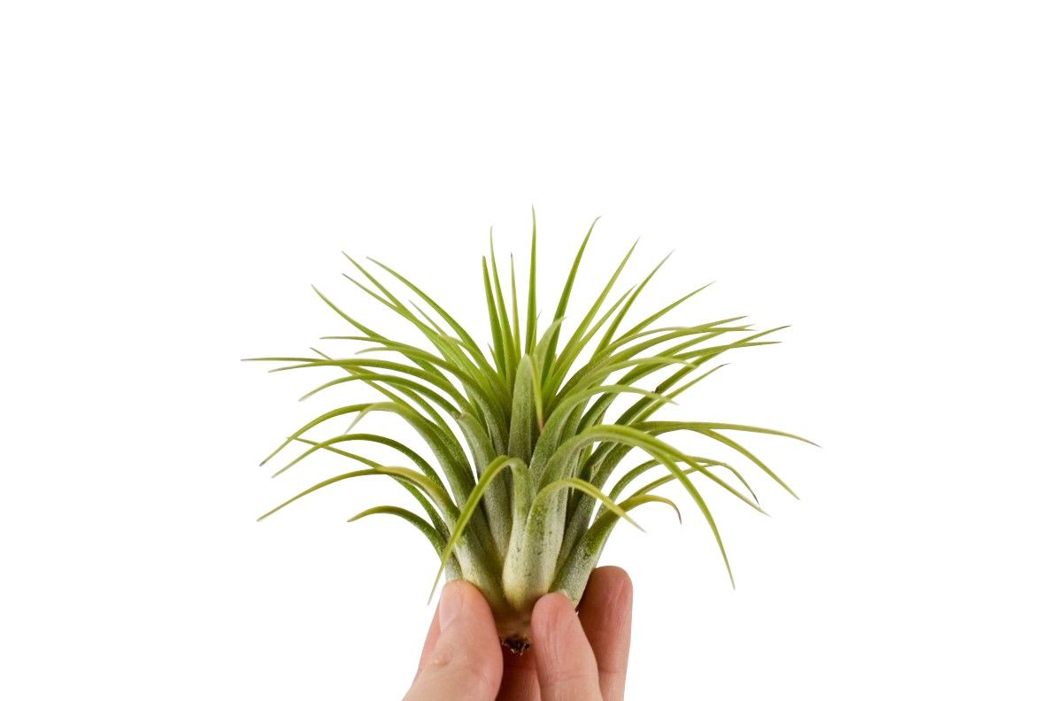 Tillandsia ionantha groen XL, D 8
