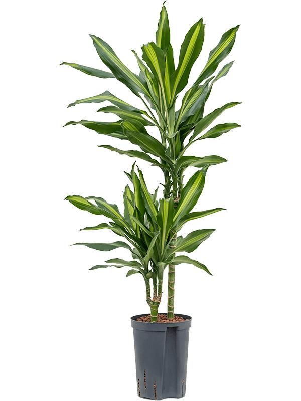 Dracaena fragrans 'Cintho', D 15 cm