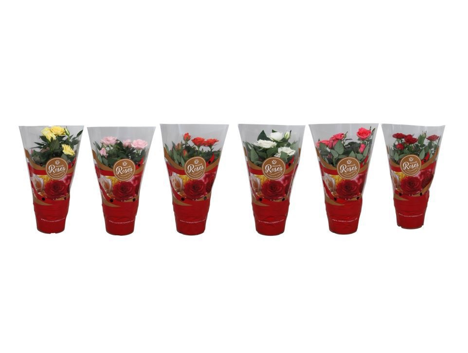 Rosa Favourite Roses diversen per laag/kar, D 10,5