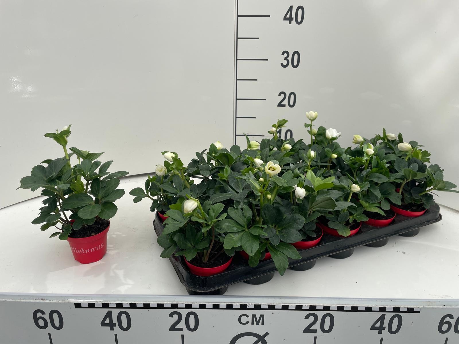 Helleborus niger 'Christmas Carol' rode pot, D 8 cm Helleborus niger 'Christmas Carol' rode pot, D 8 cm