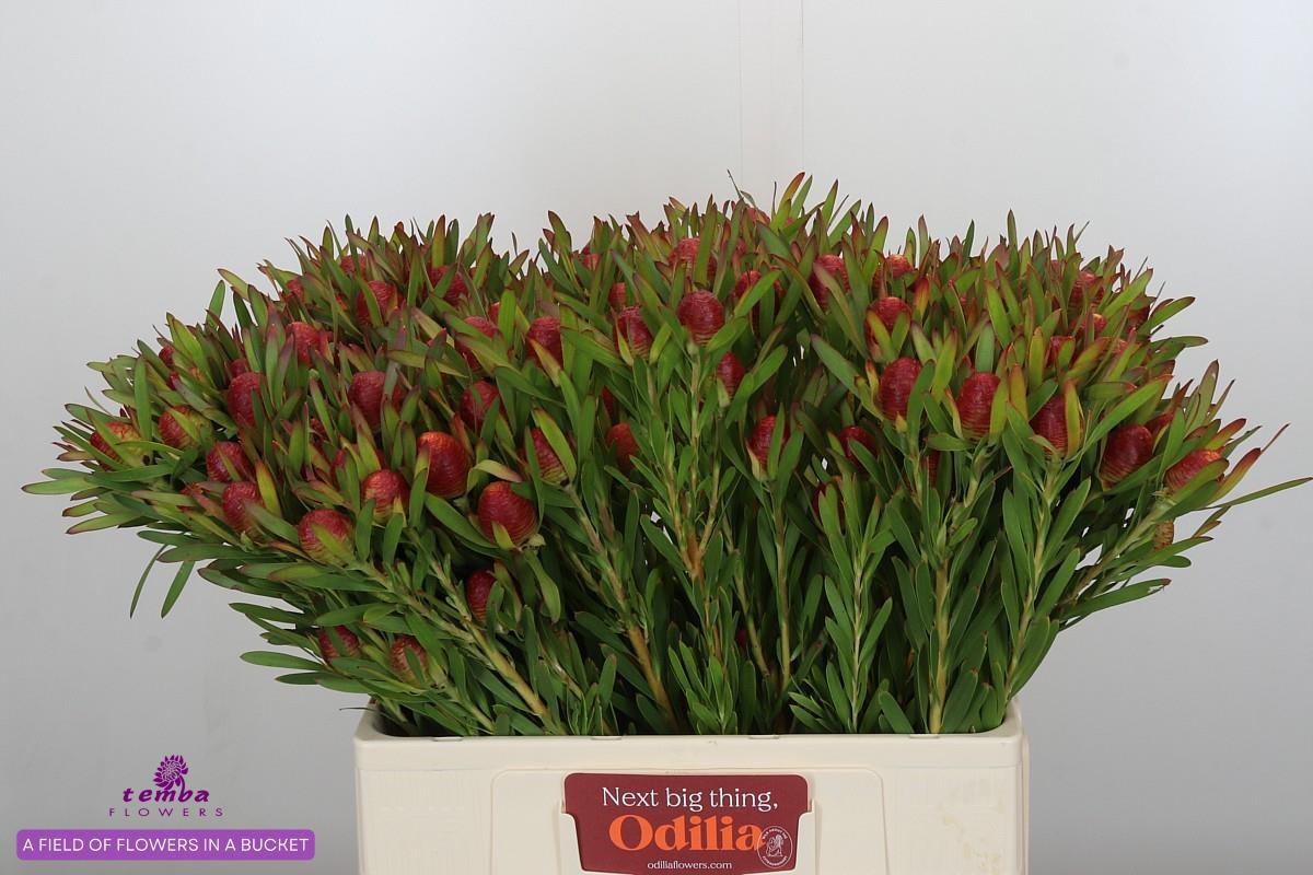 Леукадендрон Черри Перл 60, шт.