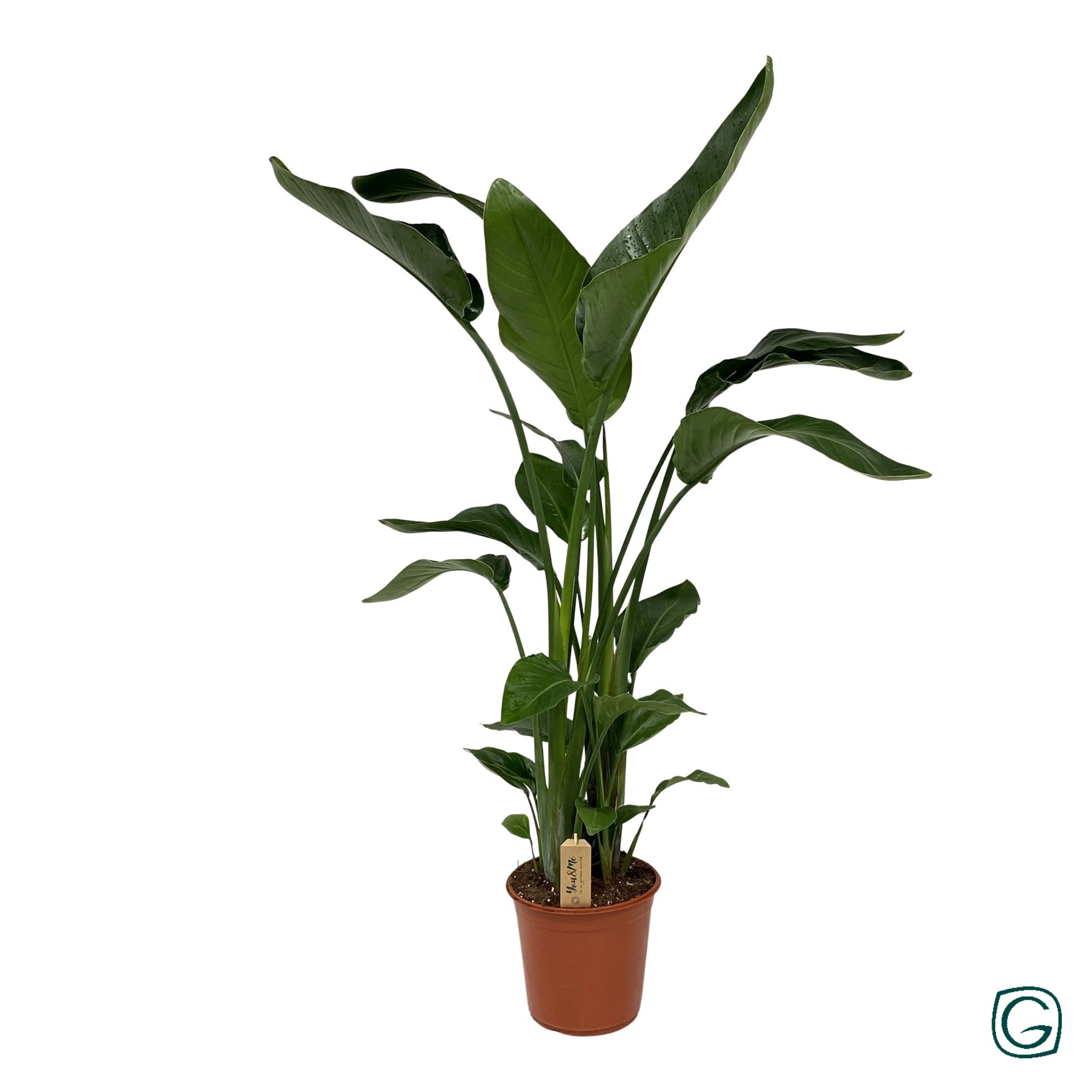 Strelitzia nicolai p24, D 24 cm