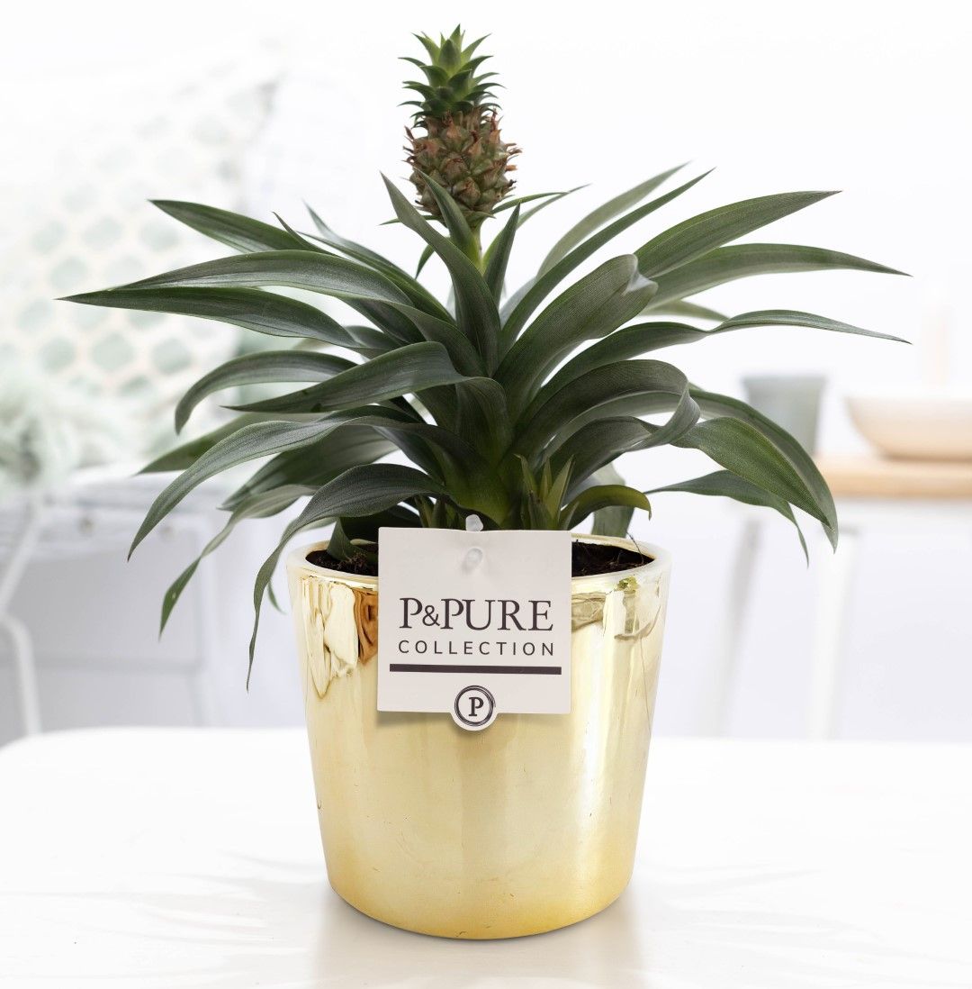 Ananas Rosita in P&PURE Laryssa ceramics shiny gold, D 12