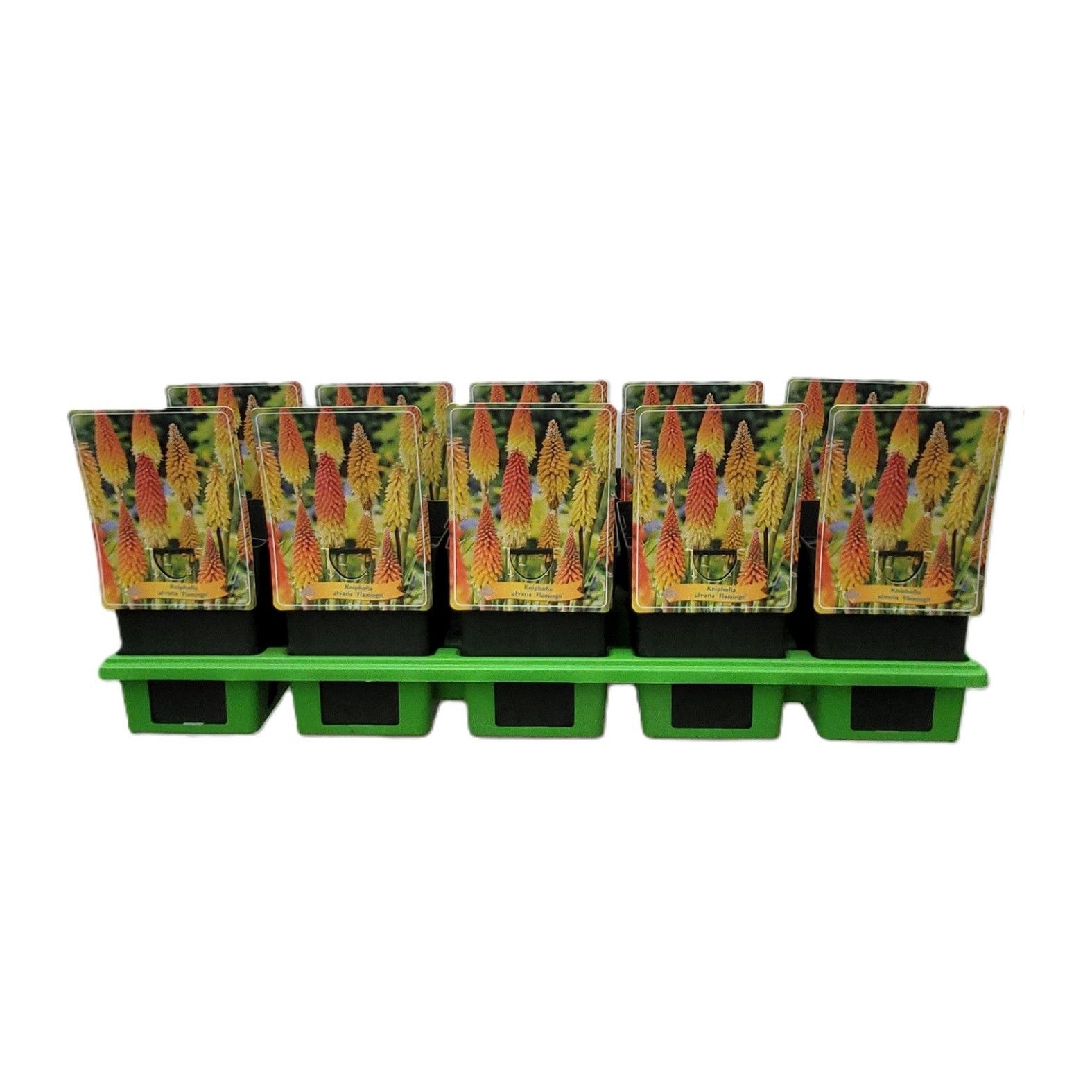 Kniphofia 'Flamingo' P11, D 11 cm