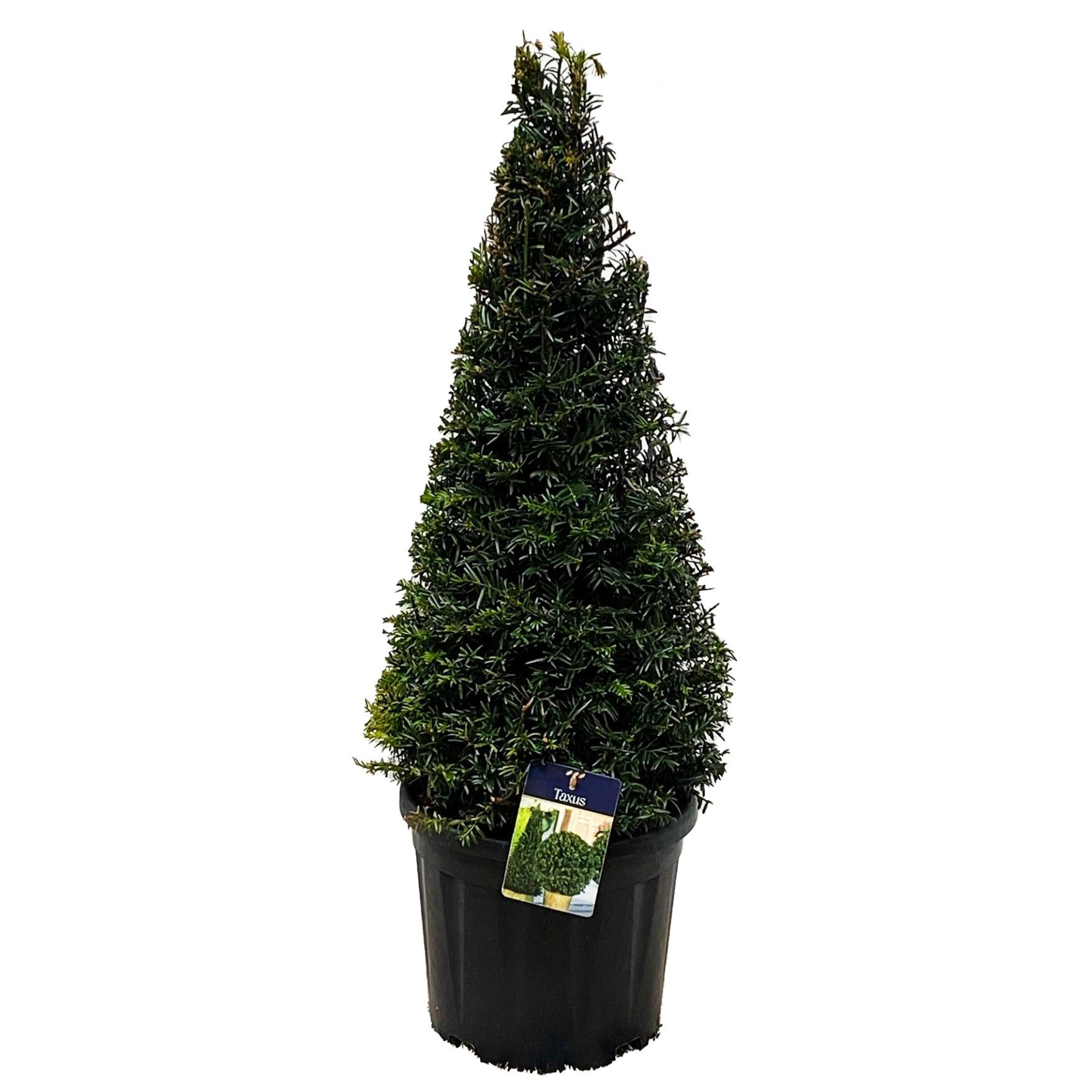 Taxus bacc. Pyramide 60-70 cm c10/p29, D 29