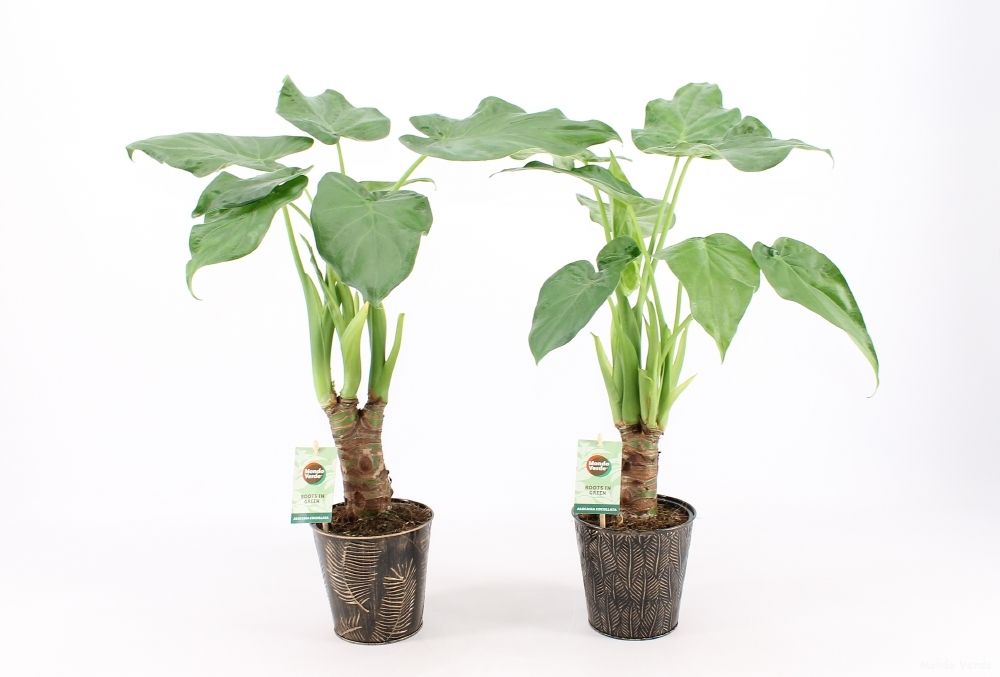 Alocasia Cucullata op stam in Iron-Leaf, D 13