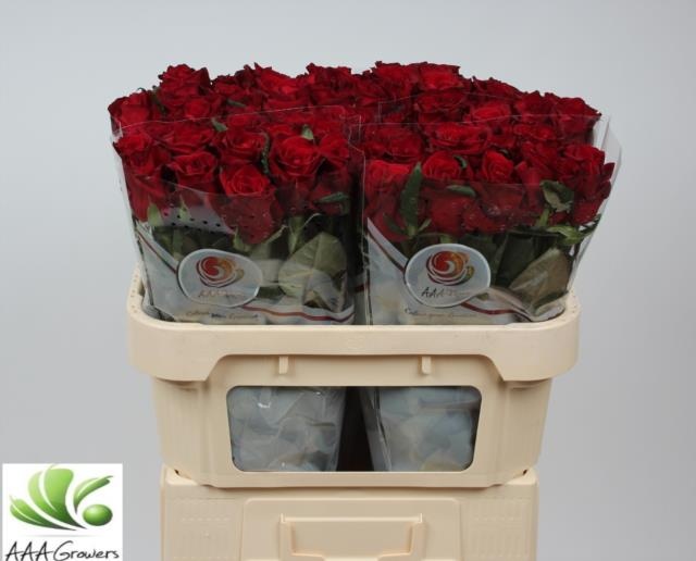 Роза од. Эвер Рэд 70, шт. Роза од. Эвер Рэд 70, шт.