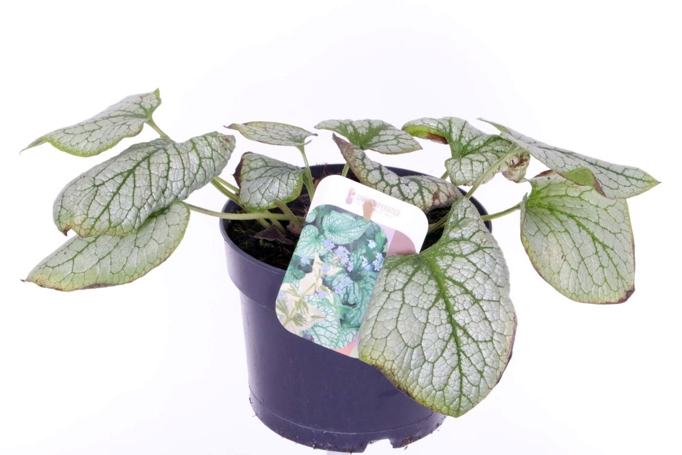 Brunnera Silver Spear, D 17
