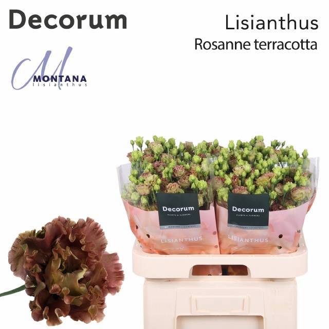 Эустома Росанне Терракотта 70 (корич.), шт.