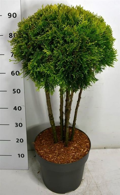 Thuja occ. Golden Smaragd, D 32