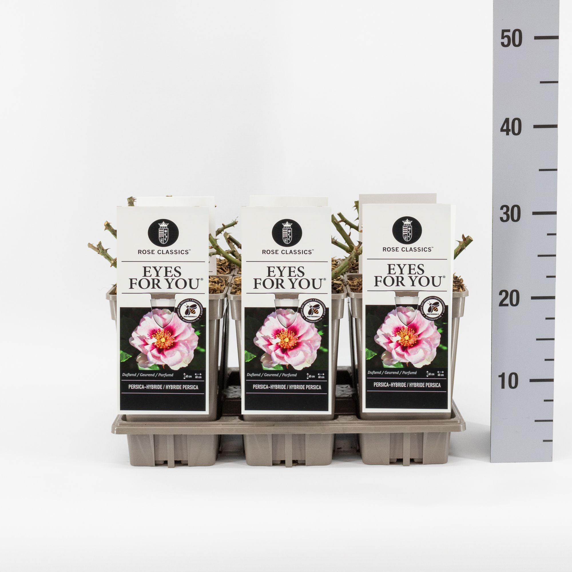 Rosa (Persica) For your eyes only ®, C3, D 17