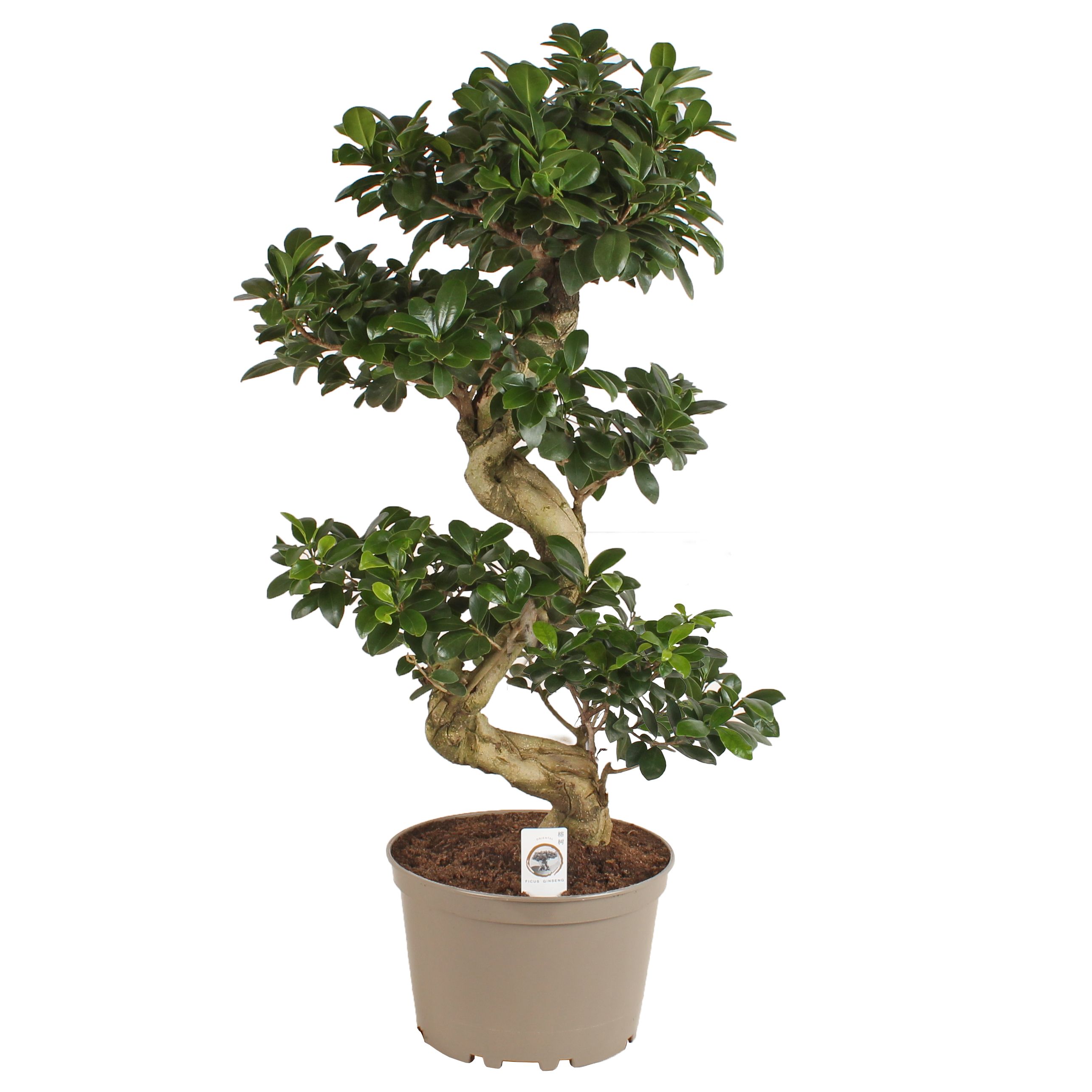 Ficus m. Ginseng pot ø24cm in Carbon Free pot S-Shape, D 24