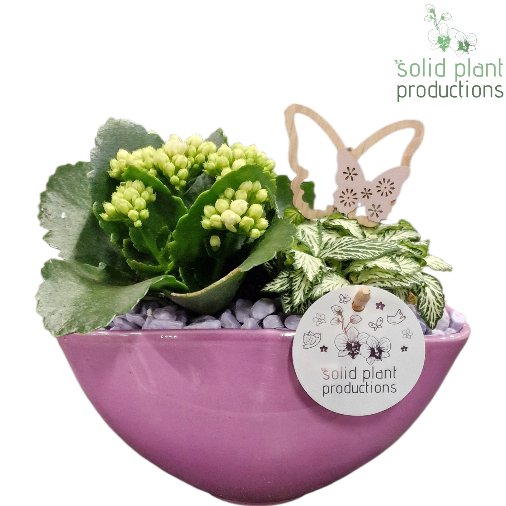 KF006 Katty Lila, D 19