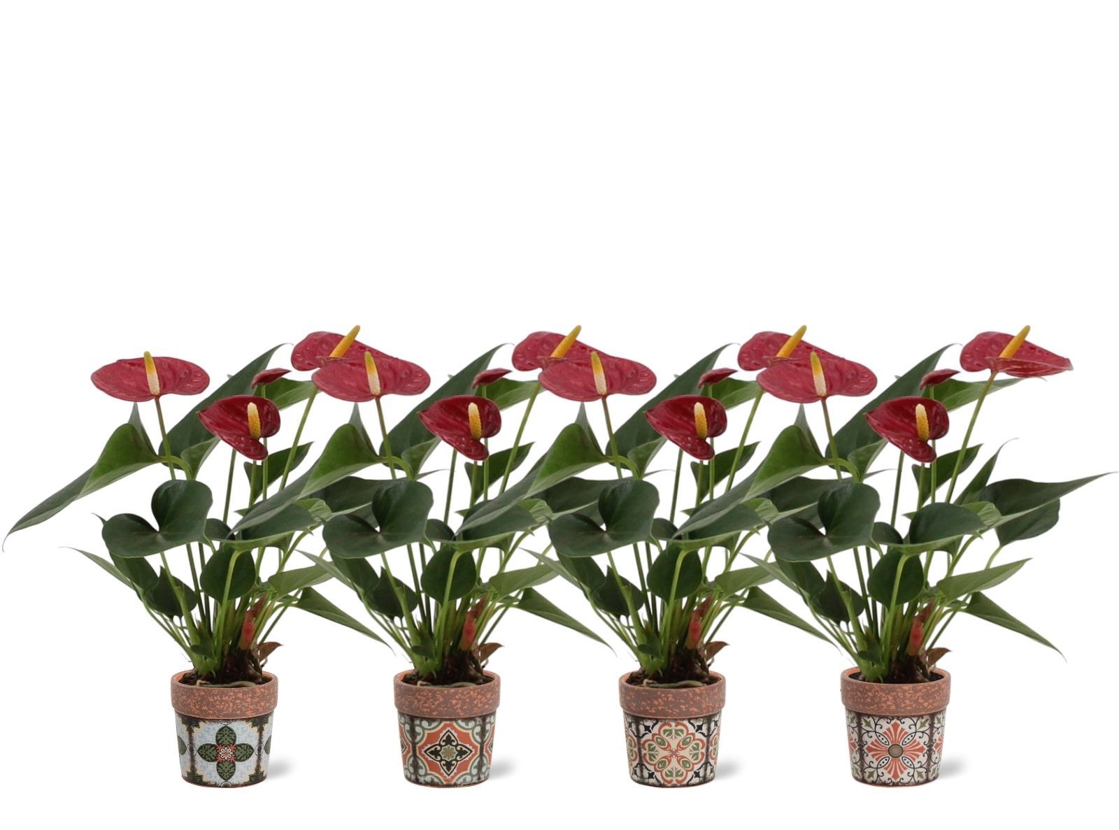 Anthurium 7 cm Diamond Red in Jakarta ceramics, D 7
