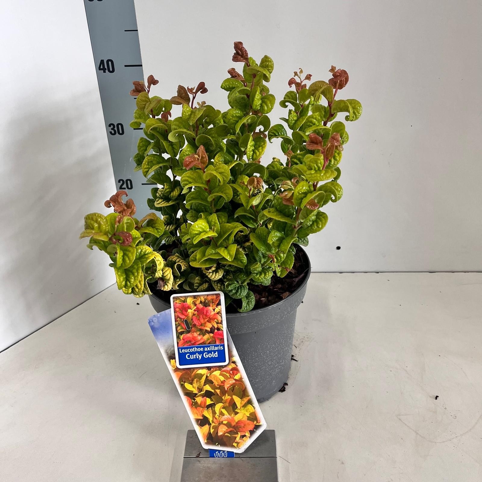 Leucothoe axillaris ‘Curly Gold’ PBR, D 23 cm