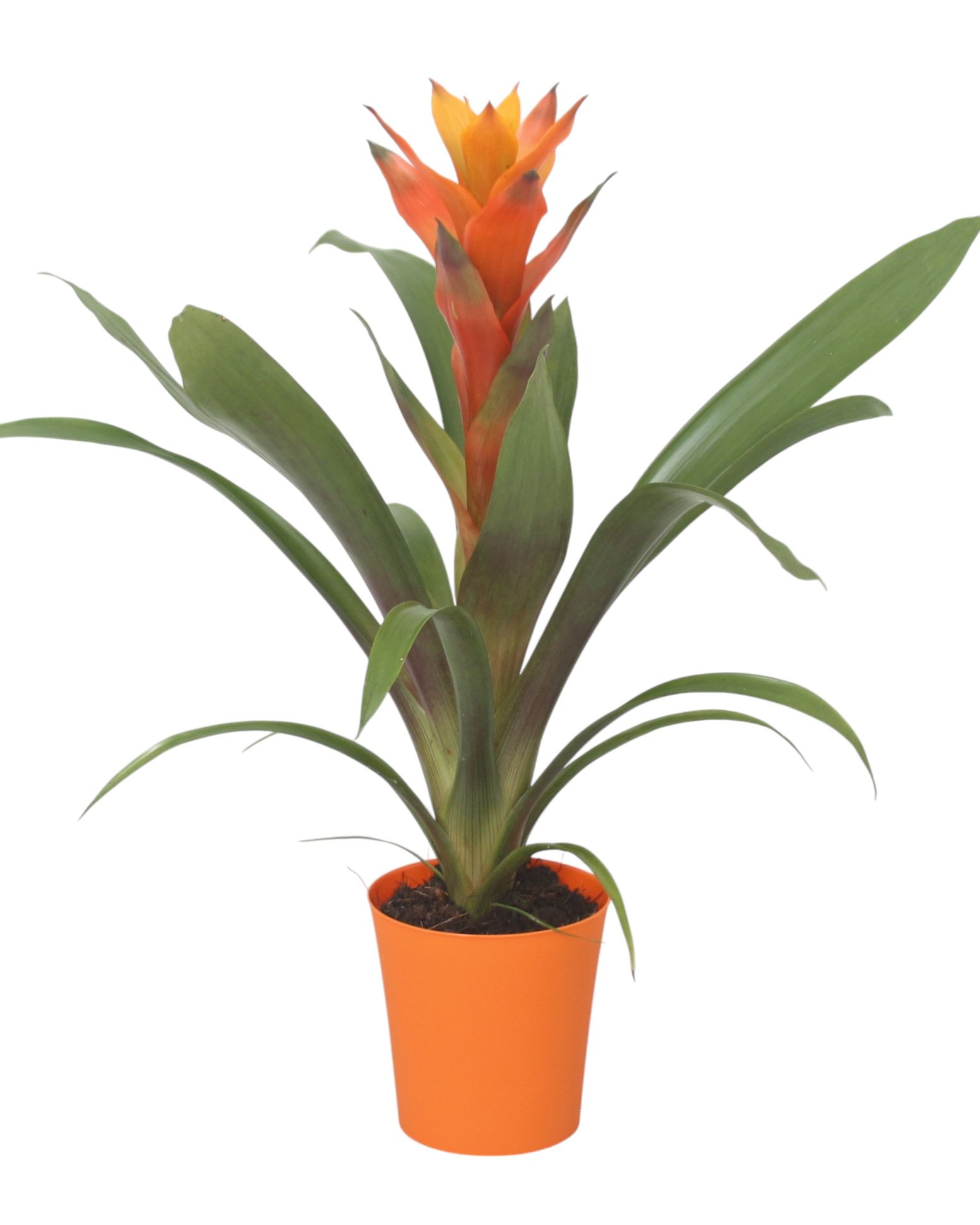 Guzmania Variada in oranje kunststof pot, D 10
