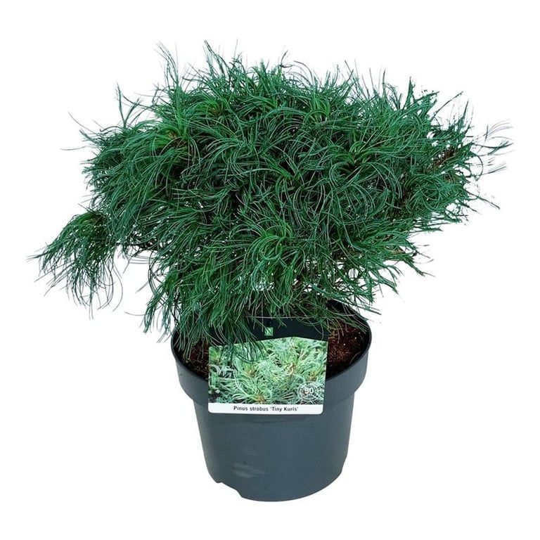 Pinus strobus 'Tiny Kurls', D 21