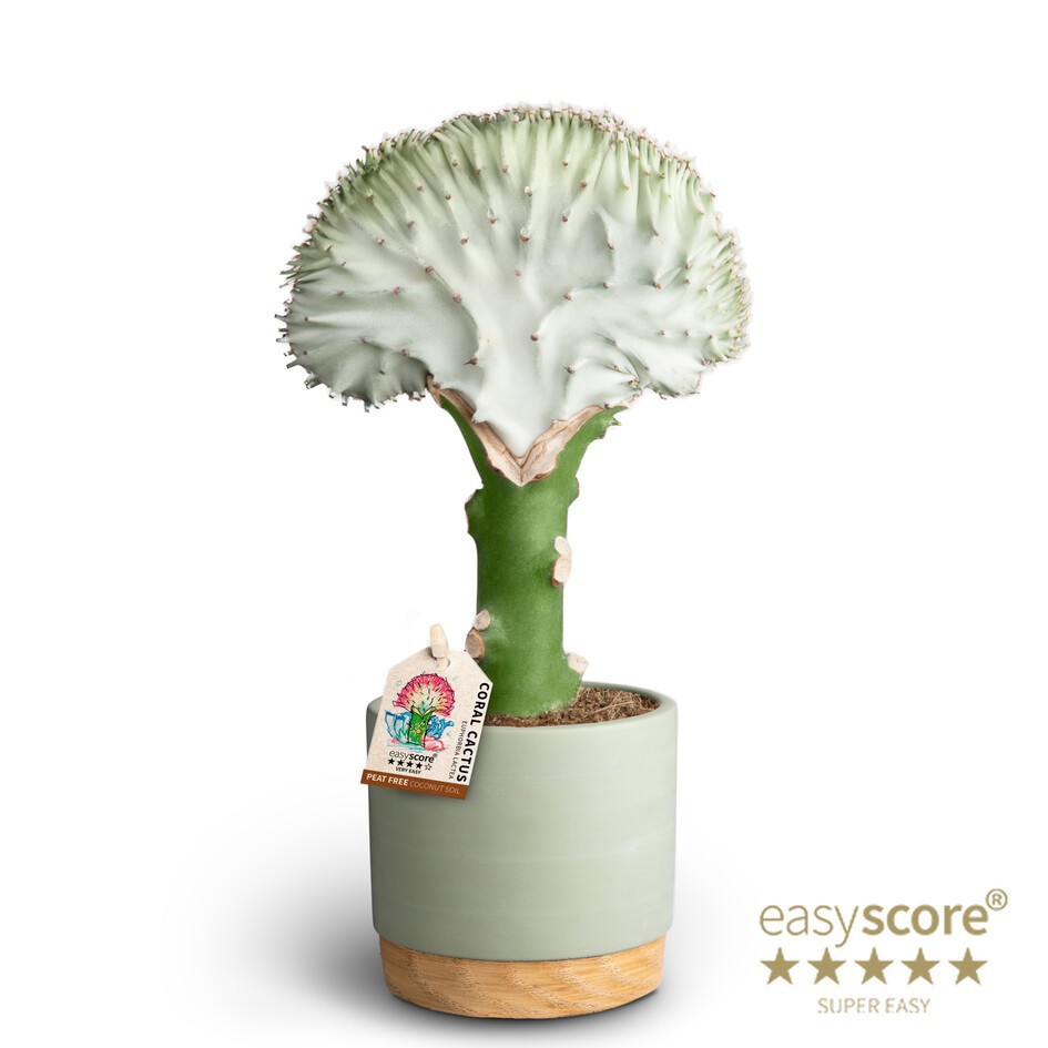 Woodbase Green, Euphorbia lactea ´Grey´, D 10 cm