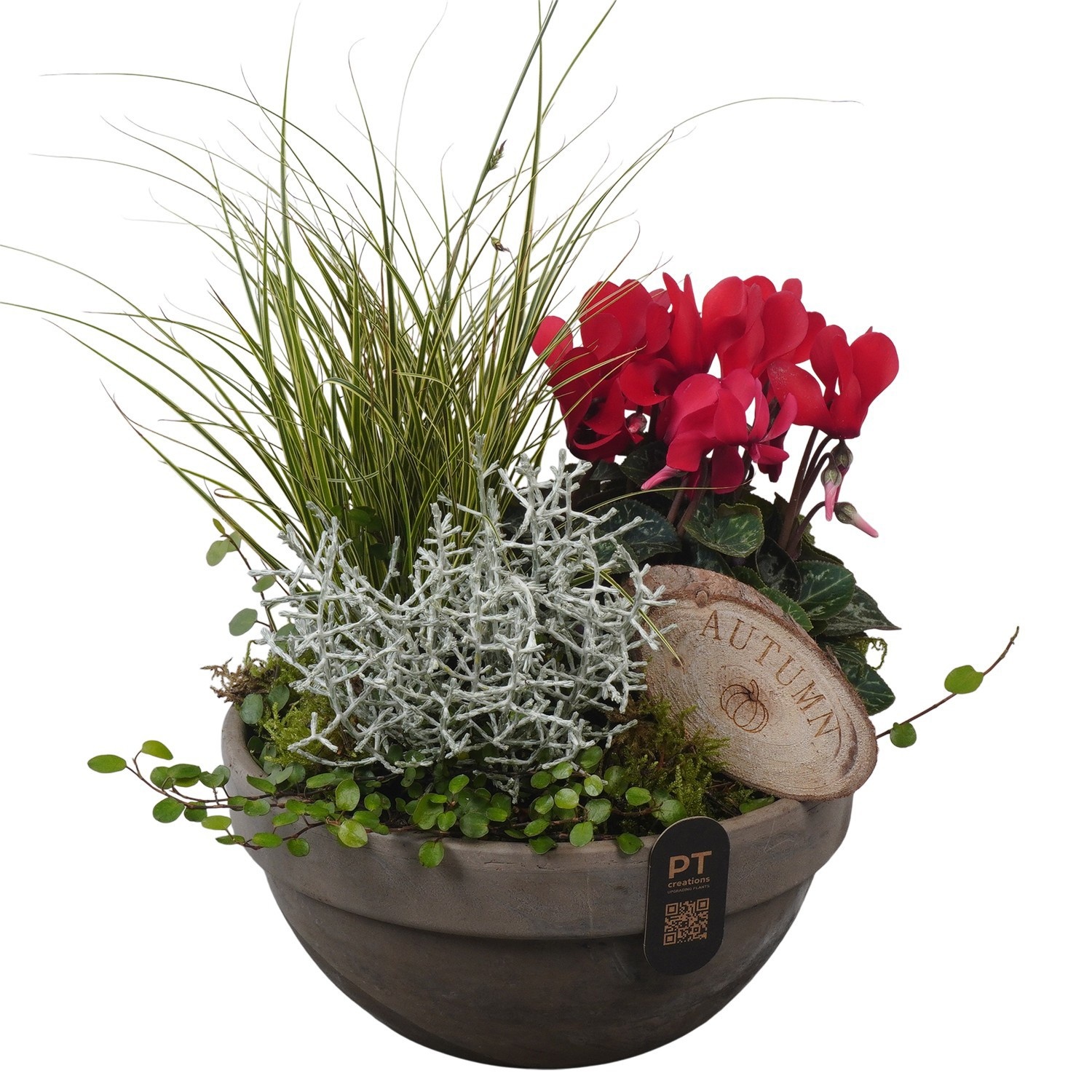 PTWO2854 Arrangement Winter Outdoor in terracotta schaal, D 19