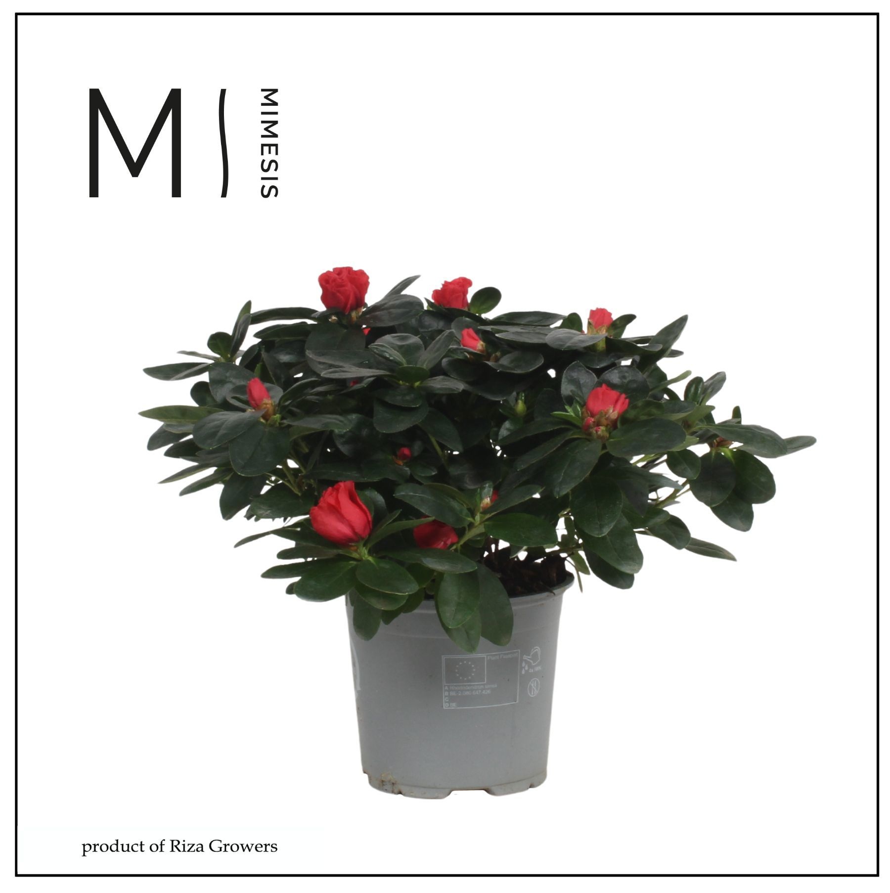 Mimesis Azalea - 13cm Rood, D 13 cm