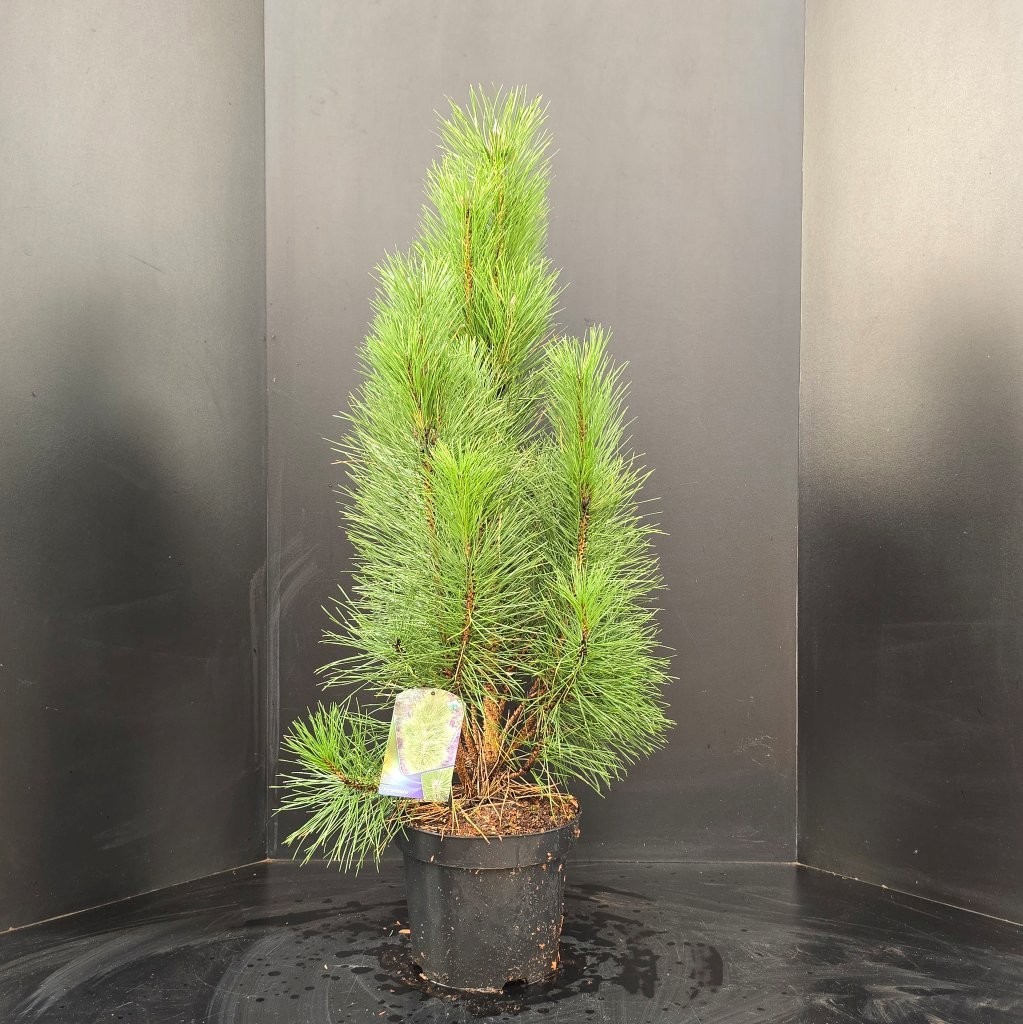 Pinus nigra Pyramidalis, D 29 cm