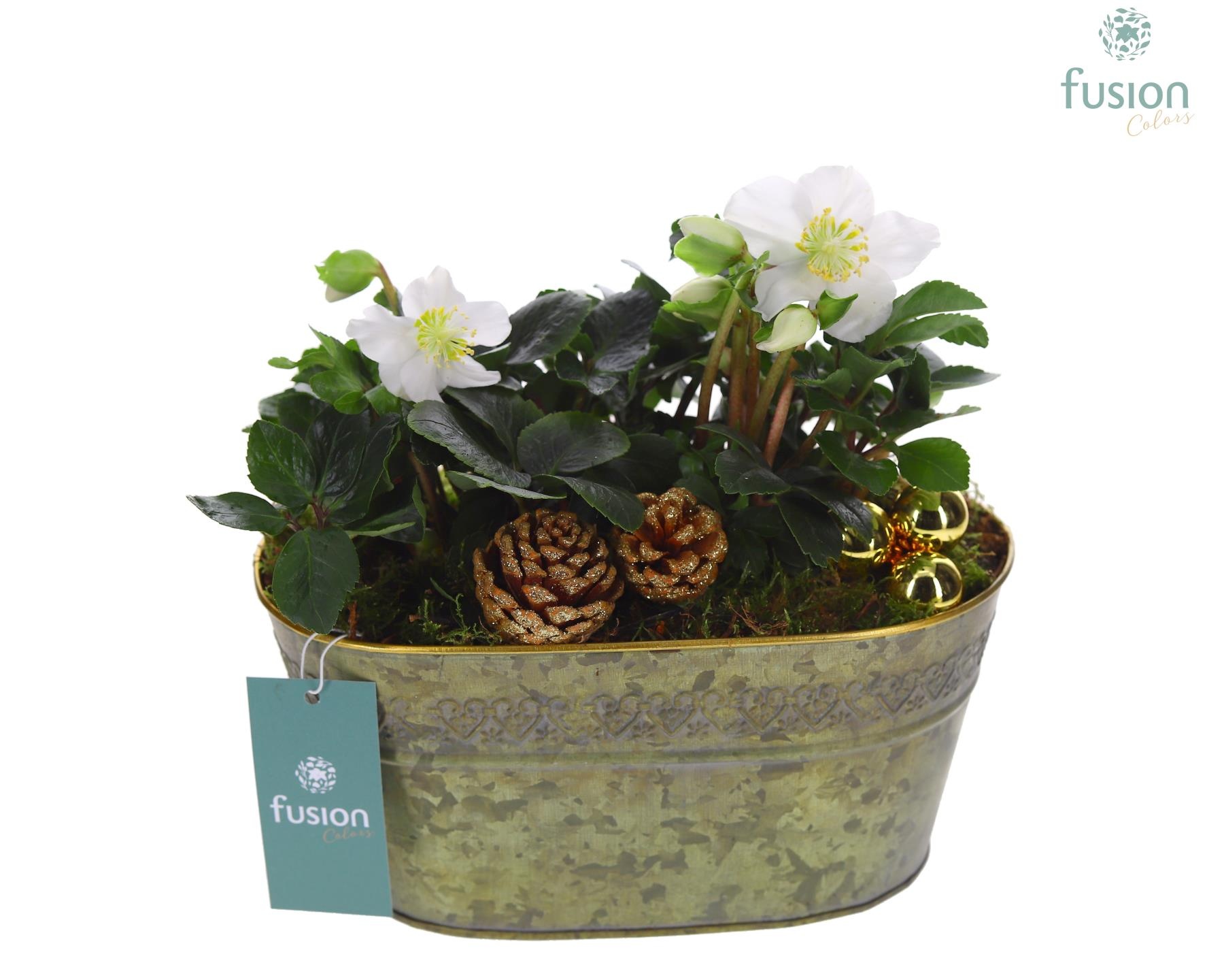 Schaal Zink ovaal Medium Kerst met Helleborus, D 26 cm