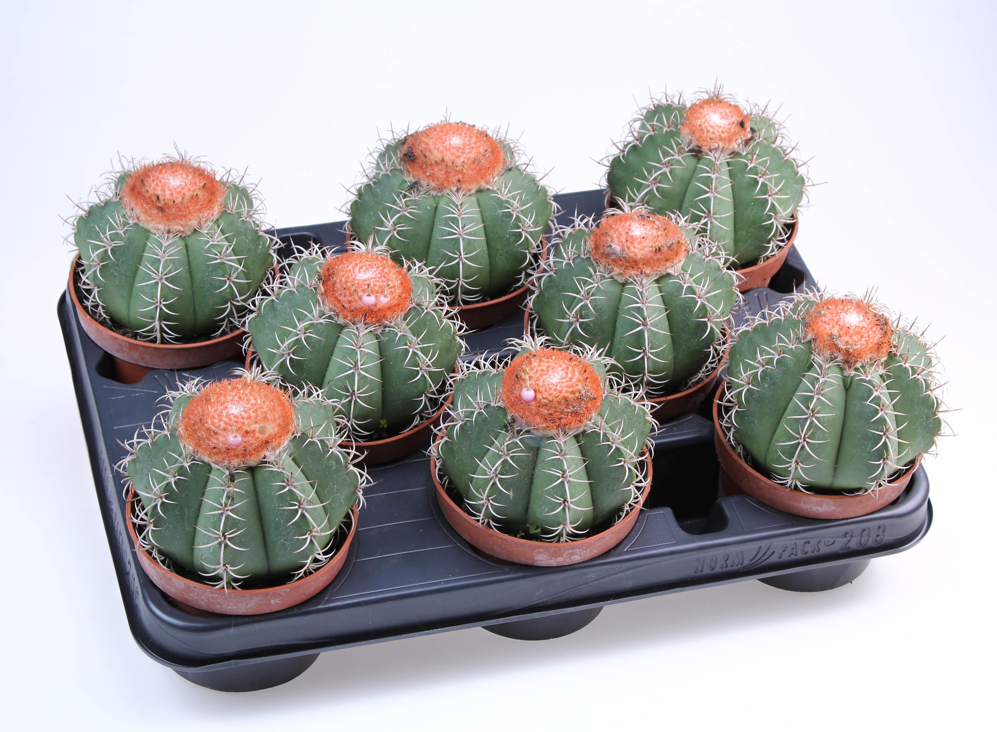 Melocactus matanzanus, D 10,5