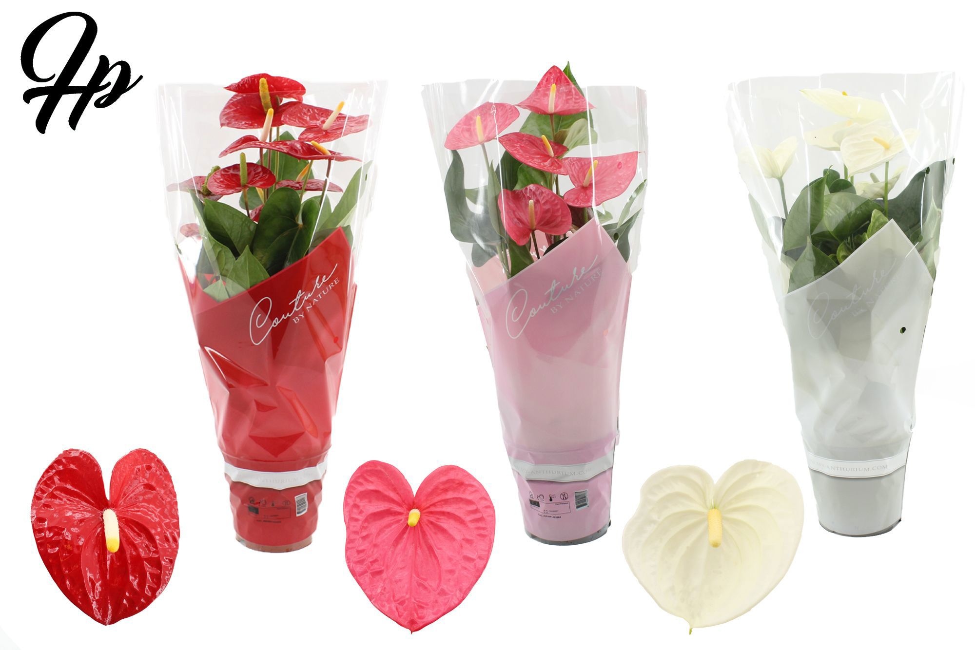 Anthurium 17 cm 3 color mix in Couture sleeve, D 17