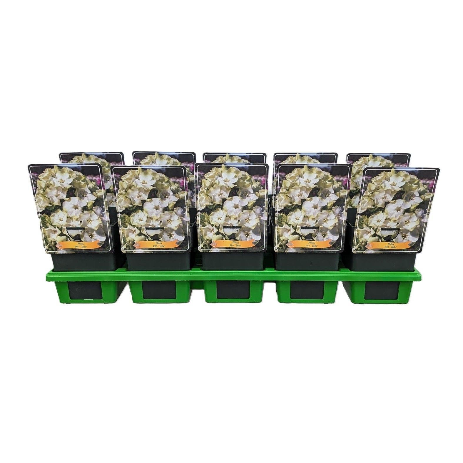 Phlox Paniculata 'Jade' P11, D 11