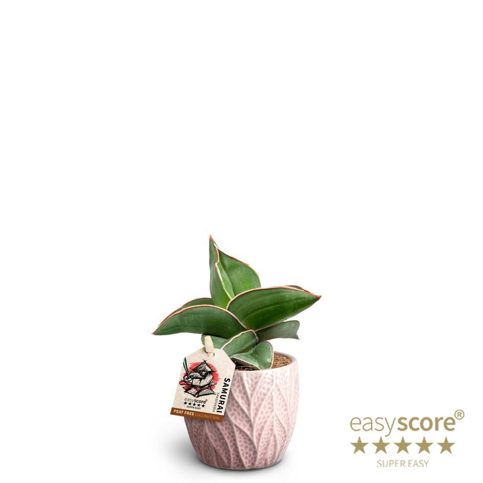 Leaf Rosa, Sansevieria ´Samurai´, D 7