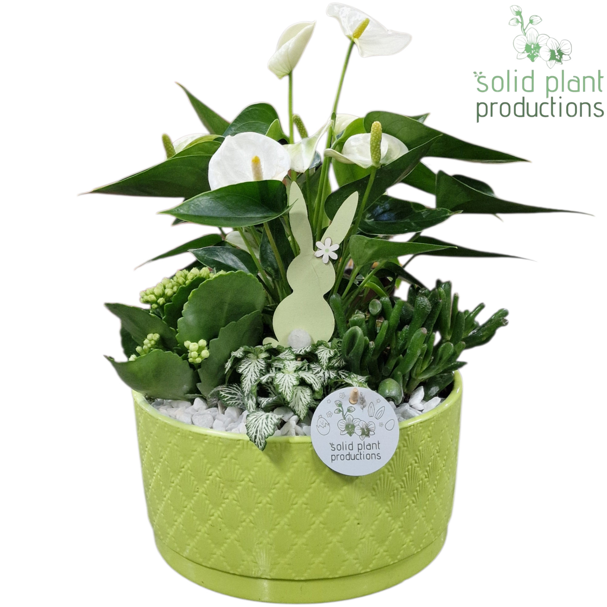 AT004 Stella Green, D 22